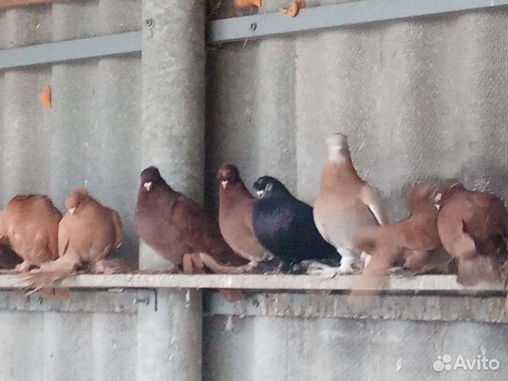 Обмен или продажа голубей