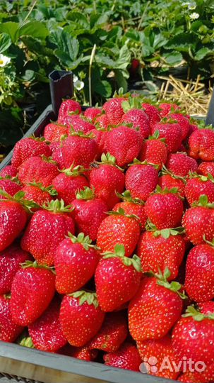 Рассада клубники сорт Азия