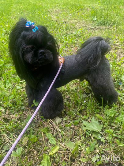 Вязка Ши-тцу