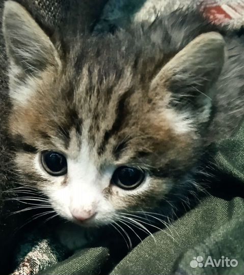 Котята 1.5 месяца