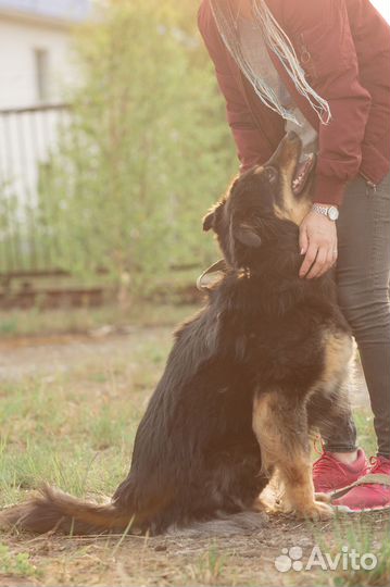 Собака в добрые руки