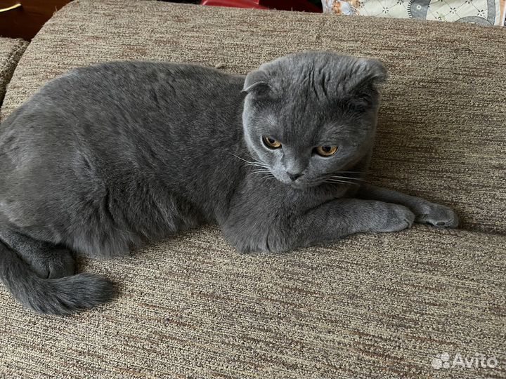 Отдам в добрые руки