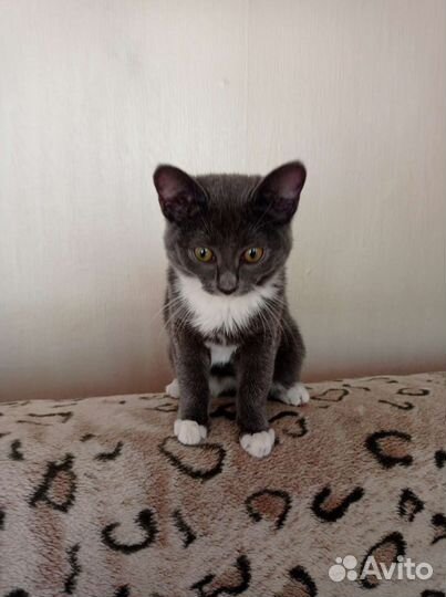 Котенок-подросток