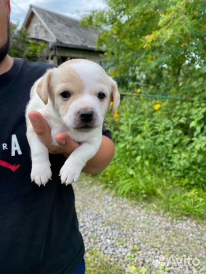 Щенки йорка