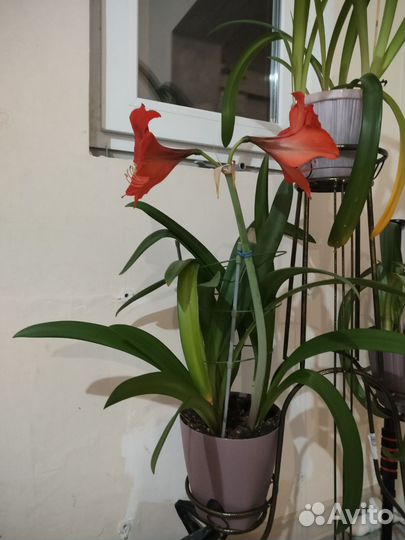 Гиппеаструм амариллис с горшком