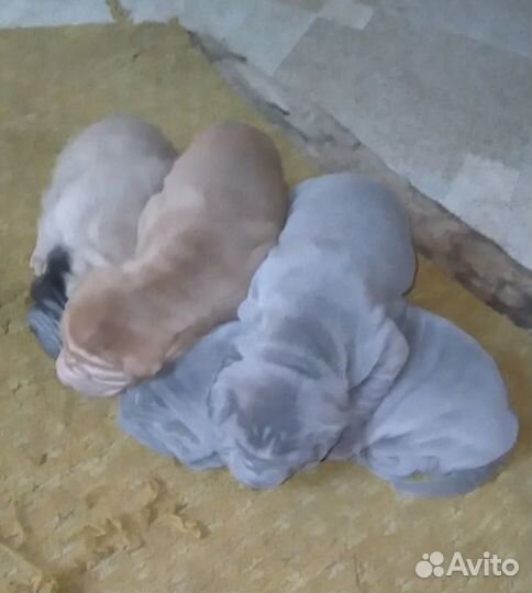 Плюшевое счастье