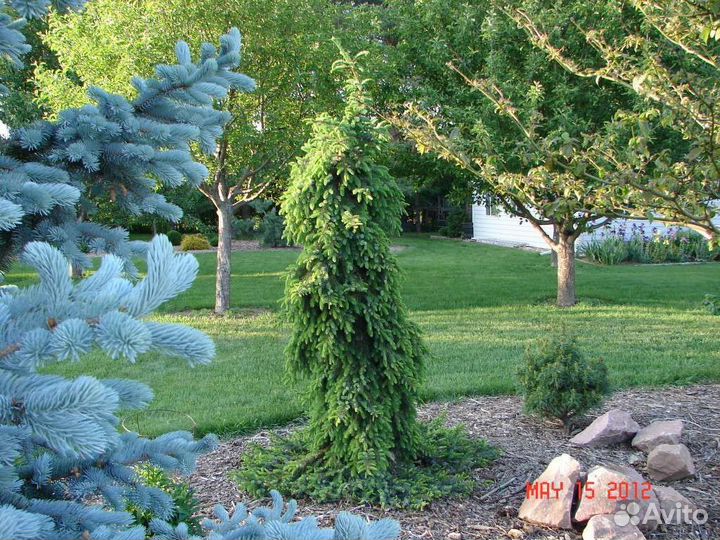 Ель сербская Пендула