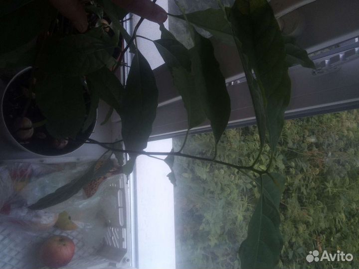 Саженцы авокадо