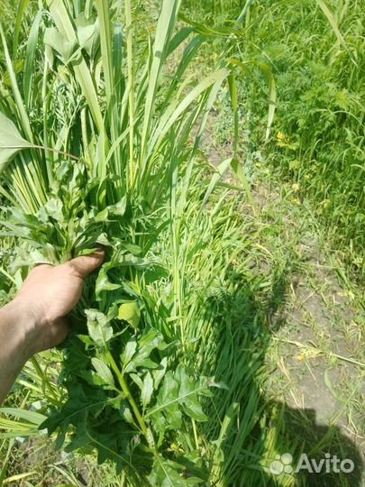 Сено суданка