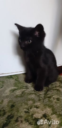 Котики бесплатно в добрые руки