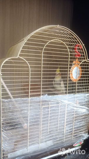 Продается попугай корелла, 2.5 года