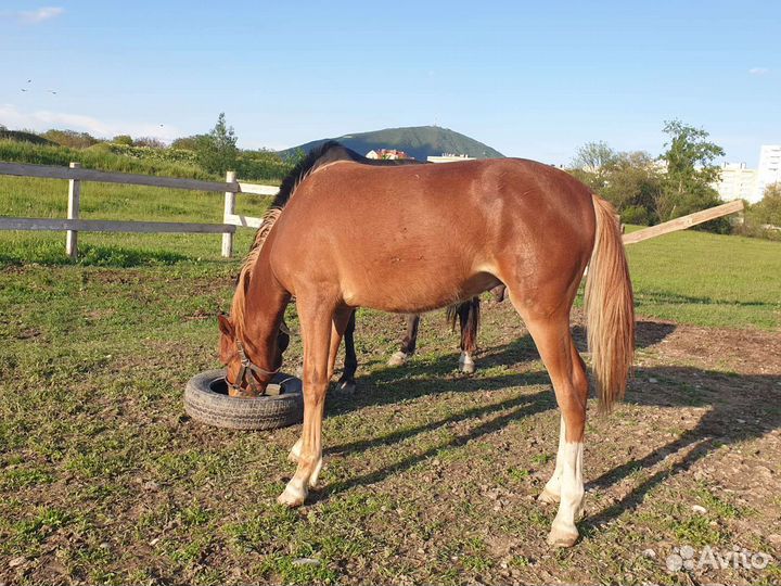 Лошадь жеребец