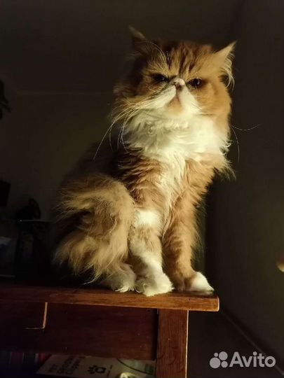 Персидский кот на вязку