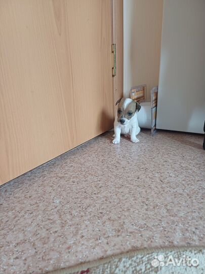 Продам щенков Джек Рассел терьер