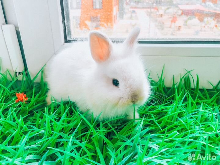 Карликовый кролик - львиноголовый рыжий