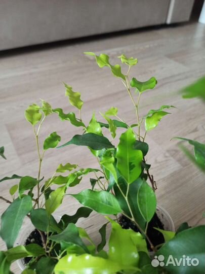 Фикус бенджамина Голден Моник