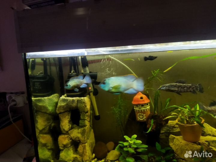 Рыбки Нанокара электрик блю