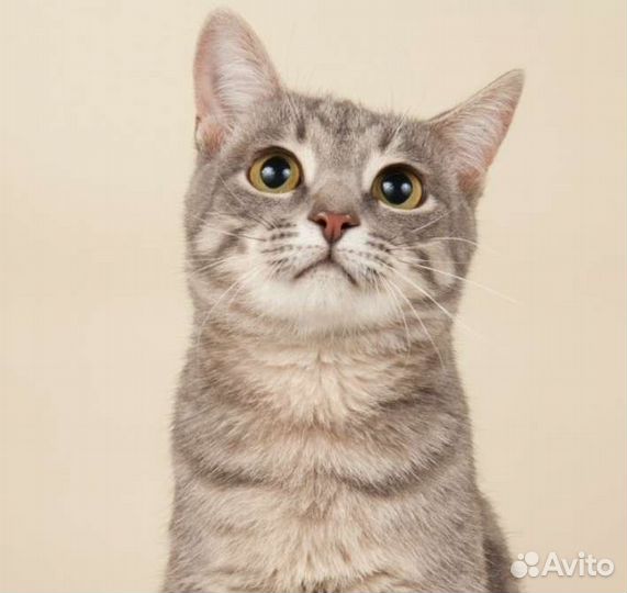 Малыш, ласковый котик тарахтелкин ищет семью