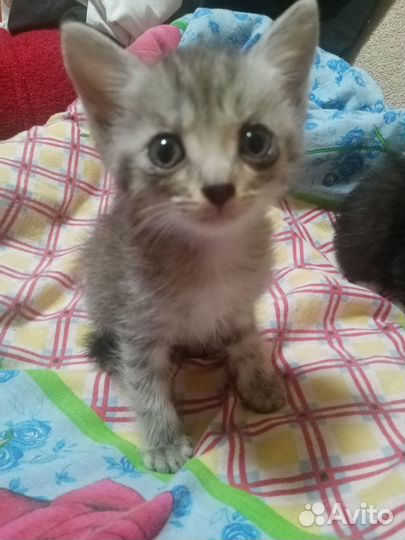 Отдам котят в добрые руки