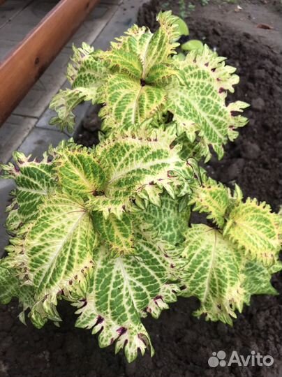 Колеусы на выбор