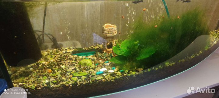 Аквариум