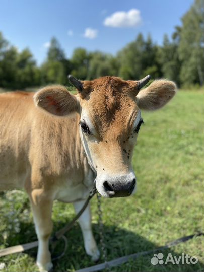 Телка джерси