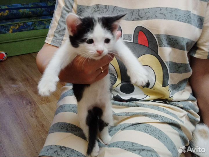 Отдам в хорошие руки бесплатно