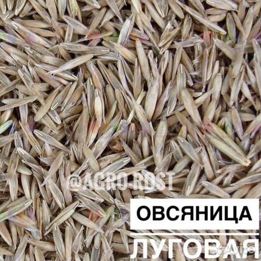 Овсяница луговая/красная/тростниковая