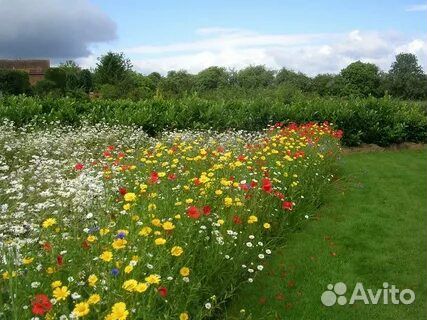 Семена газонные. Универсальные