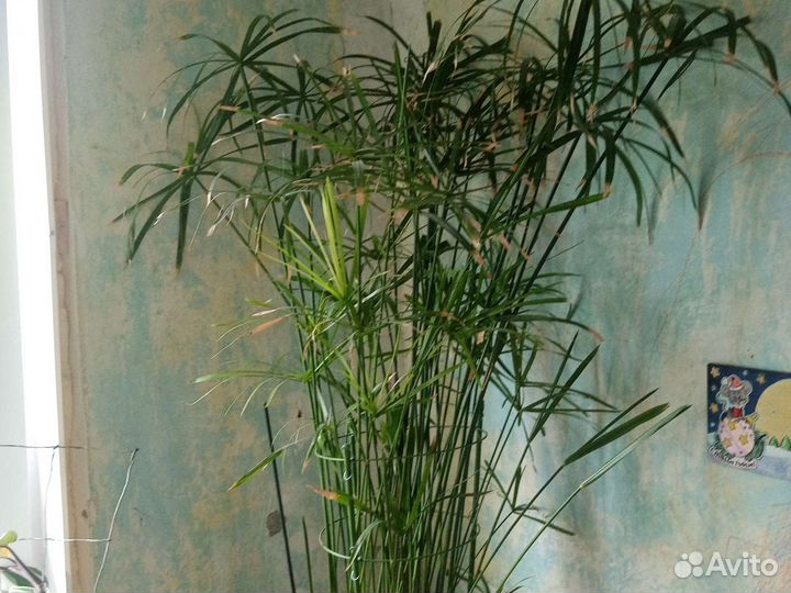 Аспидистра, срезы традесканций