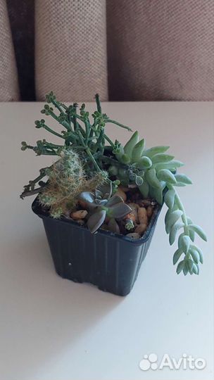 Антуриум Свит Дрим и другие растения