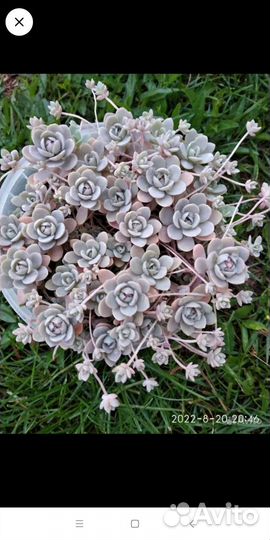 Суккуленты очень много