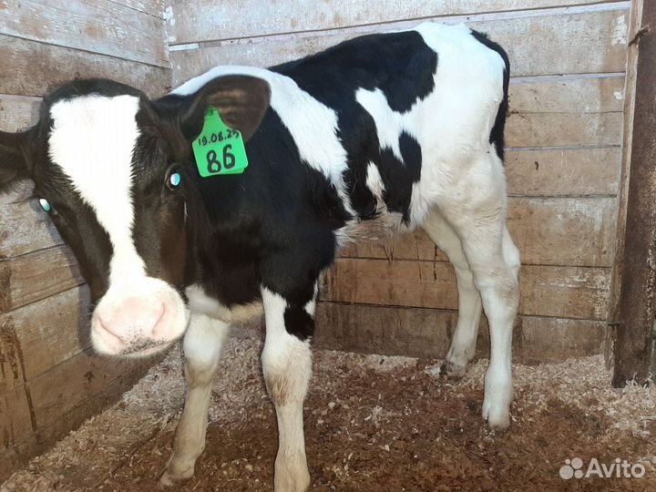 Бычки телята от 1мес