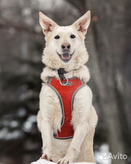 Белочка ищет дом