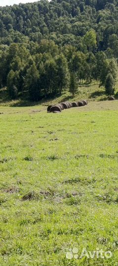 Сено в тюках