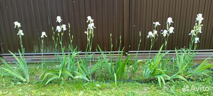 Ирис бородатый высокорослый