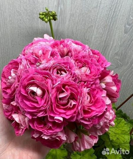 Пеларгонии сортовые