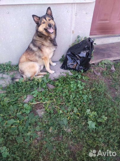 Собака в добрые руки отдам бесплатно