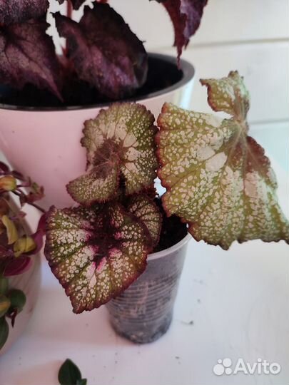 Комнатные растения Замиокулькас Бегония