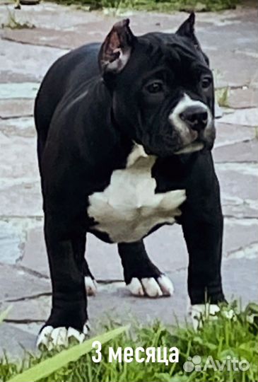 Щеночки американских булли покет