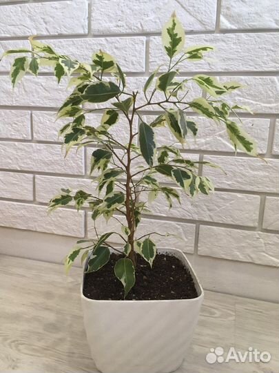 Фикус бенджамина