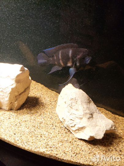 Аквариум панорамный 320 литров