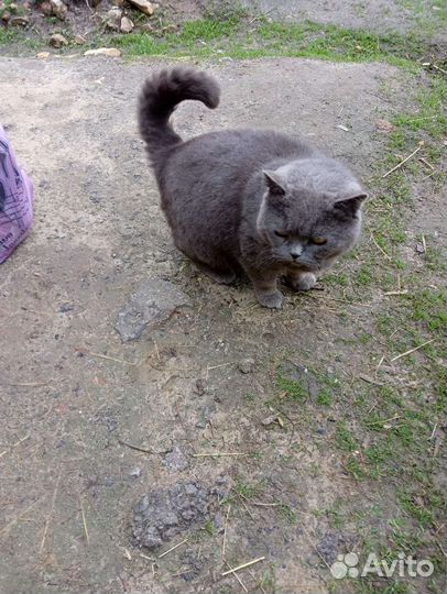 Чистокровная британка