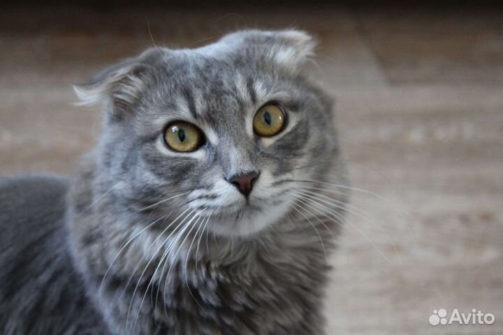 Кошка в дар бесплатно