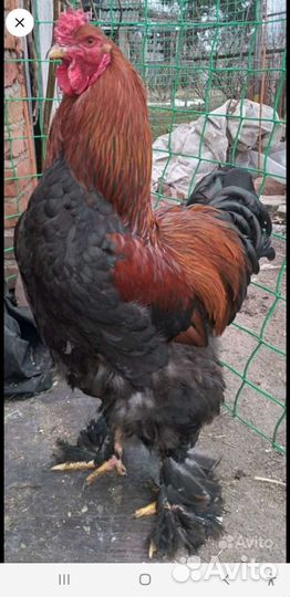 Петухи Брама,Кохинхин, Ухейиллюй,Китайская шёлк