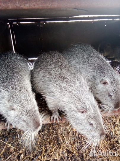 Нутрии на племя в Родниковской