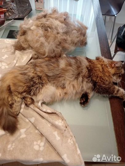 Стрижка кошек