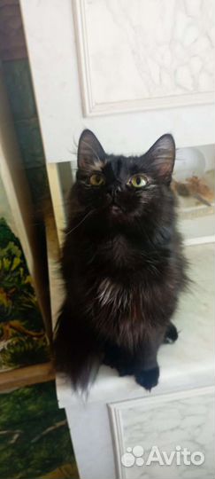 Отдам в добрые руки