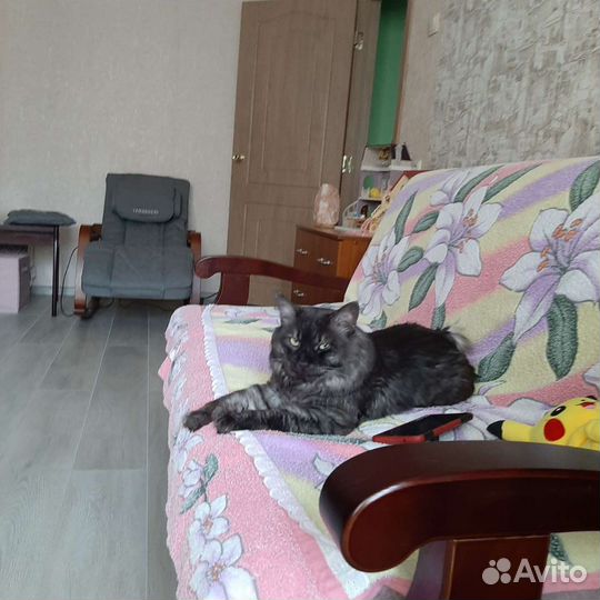 Курильский бобтейл с родословной открыт для вязки