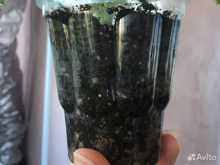 Пеларгония/герань Душистая